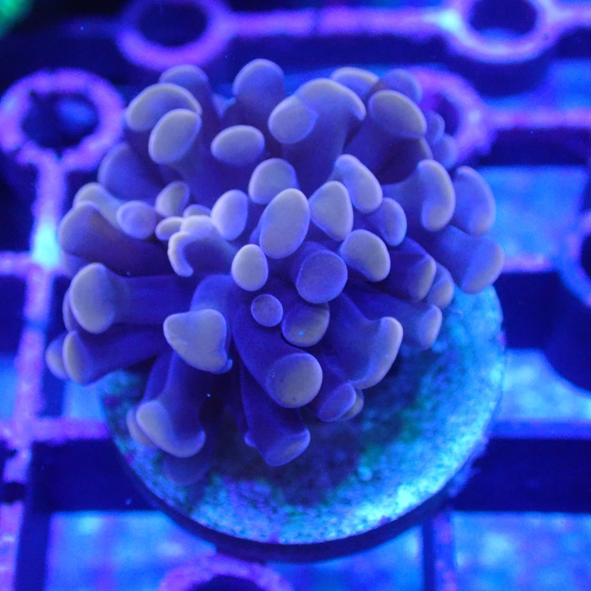 KLİMA GERGİSİ CRAFTER 2,5 TDI